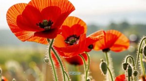 Здравствуй лето - Вот и Лето Пришло! #лето #летопришло