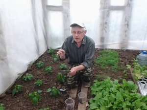 Бобы.Почему нужно садить бобы между растениями.