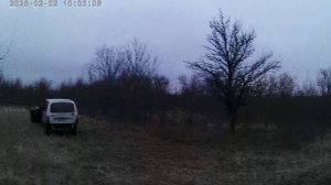 Русская Пегая Гончая Аза