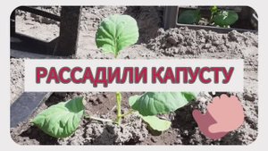 Рассадили капусту