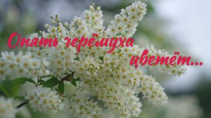 Опять черёмуха цветёт...