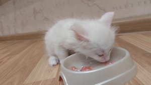 Котик манчкин лонг кушает видотипичное питание.