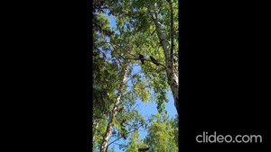 Вороны 30.05.2025