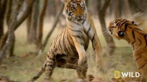 Wild Cats of India: Kingdom of Felines | MEGA EPISODE | Nat Geo Animals