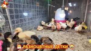 Цыплята и утята милые пушистики растут на радость хозяину (6)
