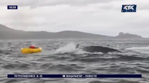 Горбатый кит проглотил человека вместе с байдаркой