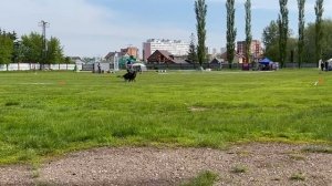 2 Отл. СС TOMAS v. Frosten +++ №9 / КЧК УФА 17 мая`25 Н.Морева Моно немецких овчарок