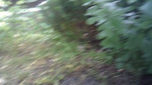 Способ полива сразу двух черешен
