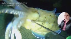 НОЧНАЯ ПОДВОДНАЯ ОХОТА ЭПИЗОД 981 ОХОТА НА РЫБУ НОЧЬЮ