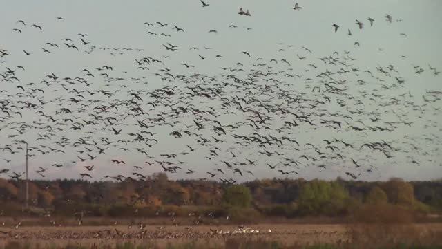 Переливы мигрирующих птиц / Природа Эстонии