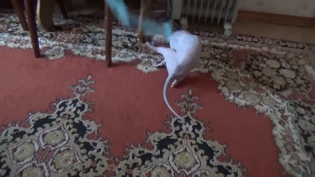 лысая кошка сфинкс кошка сфинкс приколы сфинксы приколы кошка сфинкс