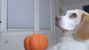 Dogs Battle Little Zombies & Ghost Girl on Halloween