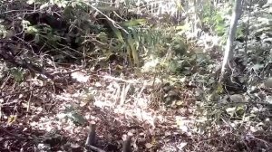 Петля за ногу