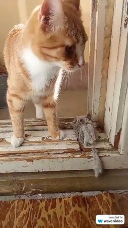 From the life of a red-haired cat (из жизни рыжего котейки) - sunny warm spring day (теплый денек)