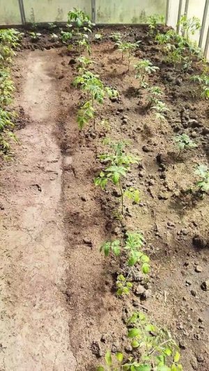 Вторые полдела: томаты🍅 перец🌶 огурцы 🥒