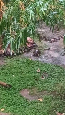 Local fauna, Hikkaduwa
