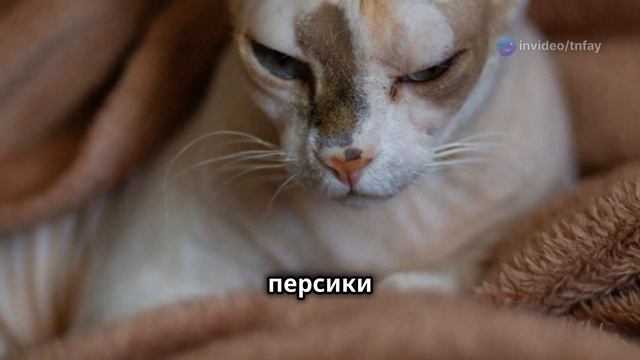 Познакомьтесь с необычными породами кошек: Увлекател?