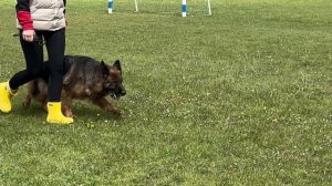 1 Отл. Чилимгур ЁЗГЕДА +++ №125 / КЧК+ БОРИСОВ (BY) 17 мая`25 M.Jovovic Моно немецких овчарок