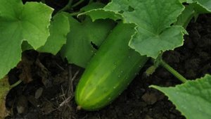 БОЛЕЗНЬ ОГУРЦОВ,. КАК Бороться.