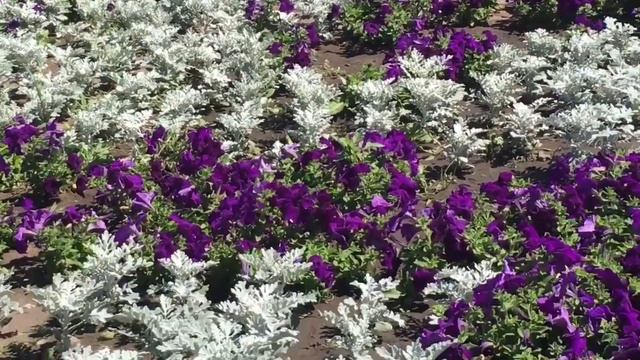 Воскресенье, мой город, обед, любимый фильм! смотреть онлайн