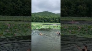 Озеро с лотосами!Приморский край.