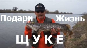 Константин Кузьмин. Подари жизнь щуке, 2013 год