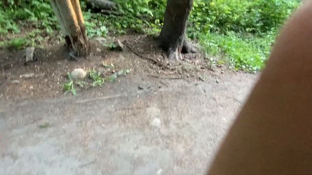 Прогулка по парку,МЕНЯ ПРЕСЛЕДУЮТ,белка,шепот,гуляем по лесу,успокаивающее видео,АСМР / ASMR смотреть онлайн