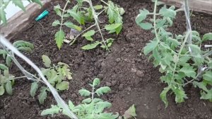 30.мая .Сезон 2025.🍅🍅 Как выглядят томаты в теплице. Снег не прекращается, заморозки🤣🤣🤣