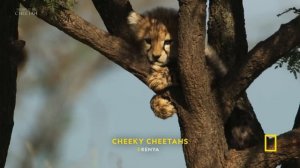 7 Minutes of The Cutest Baby Animals You've Ever Seen | Nat Geo