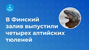 В Финский залив выпустили четырех балтийских тюленей