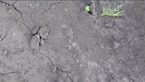 Огурцы взошли на шестой день