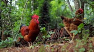 1-4жастағы балаларға жаңа сөздер. Жануарлар Әлемі.Қала?