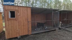 Дознание. Собачья вольница | КРИК-ТВ