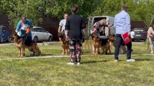 МОЛОДЫЕ КОБЕЛИ / КЧК БРОННИЦЫ 25 мая`25 F.Bogoeski, О.Васильев Моно немецких овчарок