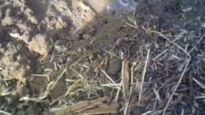 Полив недавней посадки семян тыквы "Улыбка"