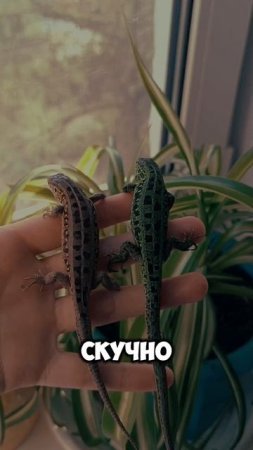 Рептилий много не бывает 🦎