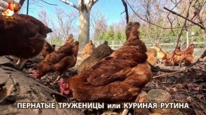 Куры несушки свободного выгула и их обычная куриная рутина – эпизод (378)