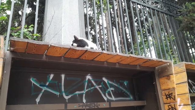 Спал под шум города🐈🥰 #моймир #счастьевпростом #счас