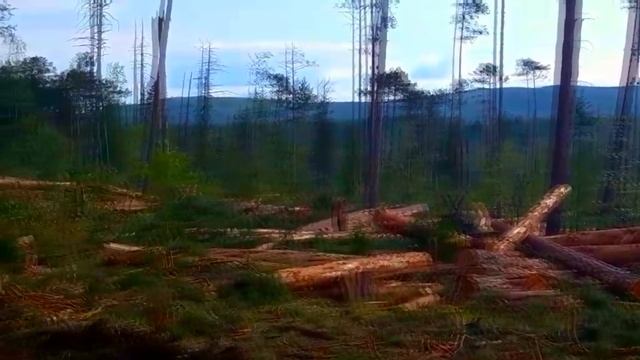 Харвестер John Deere заготовка древесины