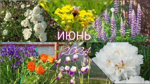 ИЮНЬ 2024  на даче | Цветы в саду | Белый шиповник в цвету | Релакс видео под красивую музыку