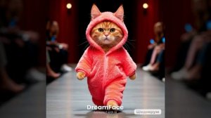 рыжий котик
