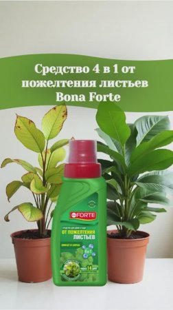 Средство от пожелтения листьев 4 в 1 против хлороза #хлороз