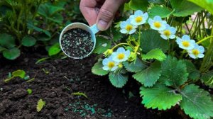клубника даст в 2 раза больше урожая. Урожай ведрами, раскрываю бабушкин секрет