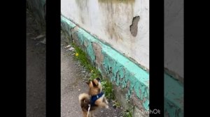 Пёсик не любит чужих кошек)))))