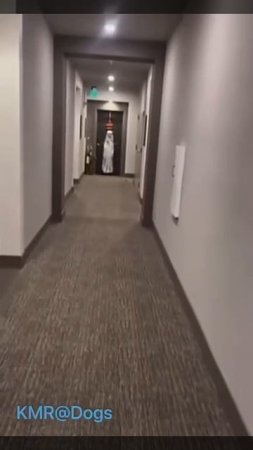 Может нам туда не нужно идти?👻👀🤣 ( видео про собак )