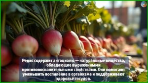 Редис — маленький корнеплод с большой пользой: почему