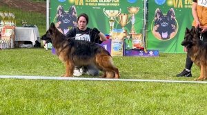 1 О/Отл. IVANKA v. Unity Hof +++ №129 / КЧК+ БОРИСОВ (BY) 17 мая`25 M.Jovovic Моно немецких овчарок