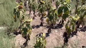 Вы думаете, что в Аргентине везде выпадает 1000 мм осадков? Подсолнечник в засушливой зоне.