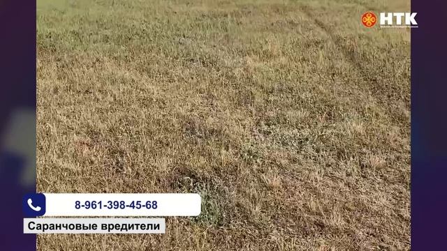 Массовое скопление саранчовых вредителей обнаружено на территории Кетченеровского района