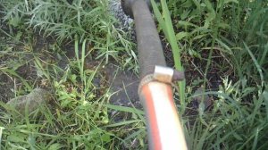 Полив облепихи